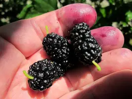 tutovnik-polza-i-vred-dlya-organizma-10.webp tutovnik-polza-i-vred-dlya-organizma-10.webp