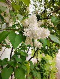 IMG_20250509_123828_edit_109901855378439.webp
