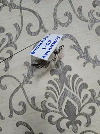 20250618_182842.webp