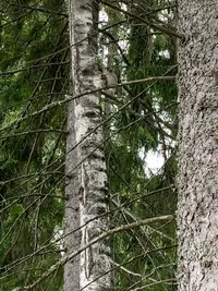 385D850F-C638-4B01-AB3C-89858029B33F.webp