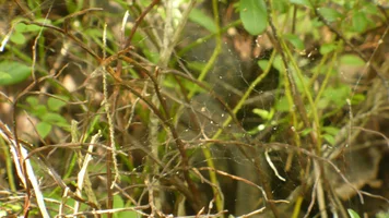 P1060055.webp P1060055.webp