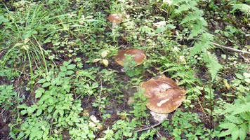 P1060050.webp P1060050.webp