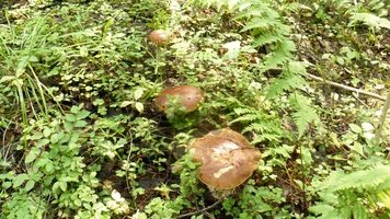 P1060051.webp P1060051.webp