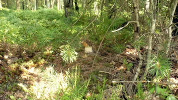 P1060061.webp P1060061.webp