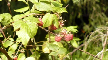 P1060046.webp P1060046.webp