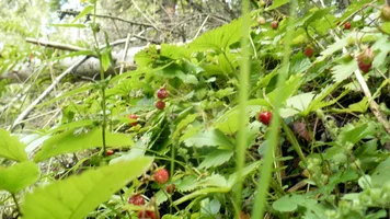 P1060062.webp P1060062.webp