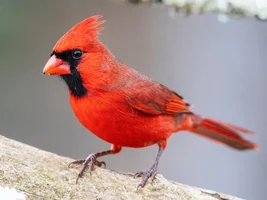 do-cardinals-migrate.webp