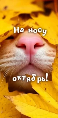 1759216380345.webp