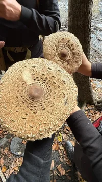 WhatsApp Image 2025-10-01 at 21.13.06.webp