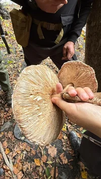 cf6915be-376d-4726-96a8-8f8001ec25c1 (1).webp