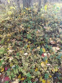 IMG_20251009_125355.webp