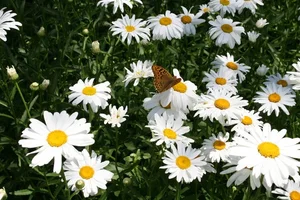 Изображение 055.webp