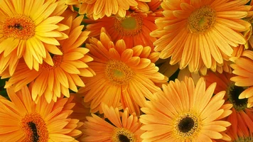 gerbera-oranzhevyy-buket.webp