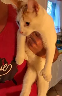 кошечка poteryalas---2a.webp