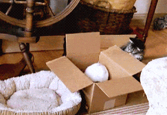 image_862701170913407255634.gif