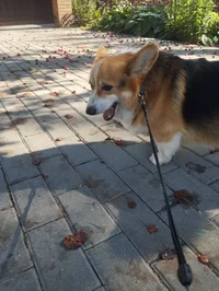 IMG_20260814_092355.webp