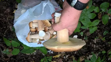 IMG-20160820-WA0006 (1).webp