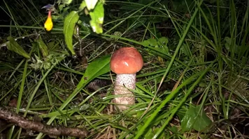 IMG-20160820-WA0005 (1).webp