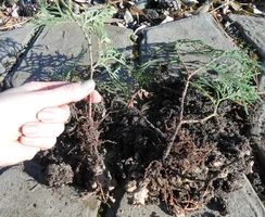 upload_2016-11-6_18-5-50.webp upload_2016-11-6_18-5-50.webp