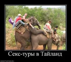 263091_seks-turyi-v-tajland_thumbnail.webp