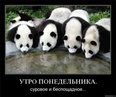 утро понедельника.webp