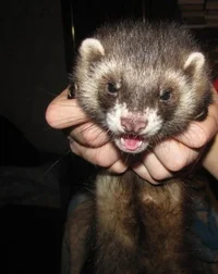 timon.webp