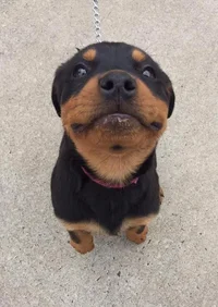 1485260412118499248.webp 1485260412118499248.webp