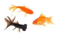 stock-photo-14618100-goldfish.webp