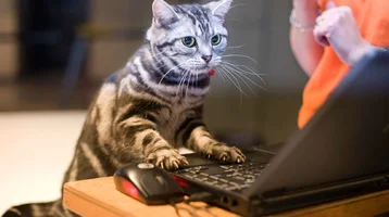 Cat-Computer.webp