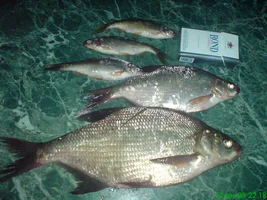 DSC01240.webp DSC01240.webp