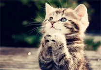 Копия (5) котёнок и судьба.webp Копия (5) котёнок и судьба.webp