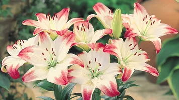 lily-flower-background.webp