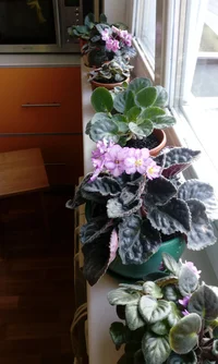 IMG_20170408_181725.webp IMG_20170408_181725.webp