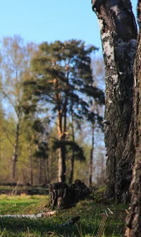 без имени-955603.webp