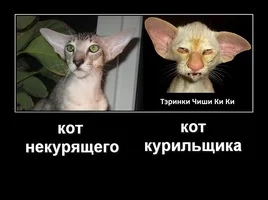 imgonline-com-ua-demotivatorYVeMeAQRXsDt.webp imgonline-com-ua-demotivatorYVeMeAQRXsDt.webp