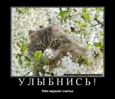 тебя окружает счастье.webp