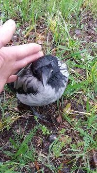 1496761041948 (1).webp