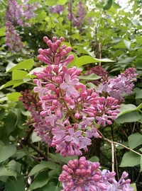 2017-05-24 14-57-19.webp