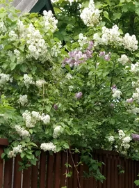 2017-06-07 12-54-42.webp