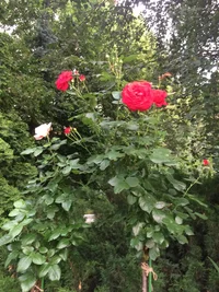 IMG_3153.webp IMG_3153.webp