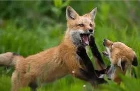 загружено (5).webp