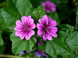 512px-Malva_sylvestris_mauritiana.webp
