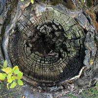 IMG_6686.webp IMG_6686.webp