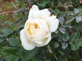 20171022_121832.webp 20171022_121832.webp