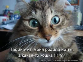 котэ1.webp