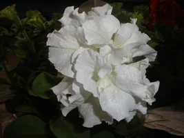 P5181541.webp P5181541.webp