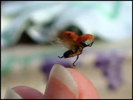 Ольга Романцова_Полет мечты.webp