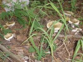 P7070700.webp P7070700.webp