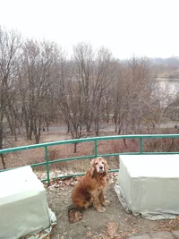 IMG_20171126_111604.webp IMG_20171126_111604.webp