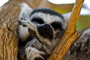 sleepy-lemur-justin-albrecht.webp